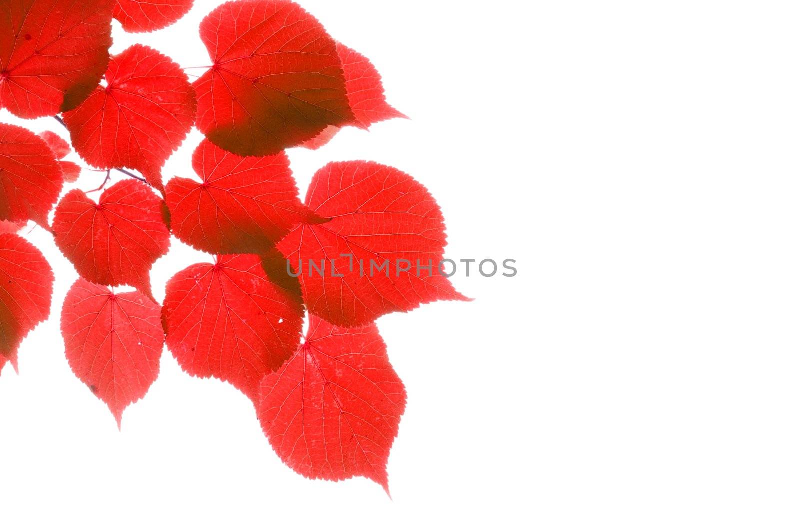 red fall or autumn leaves on a white background