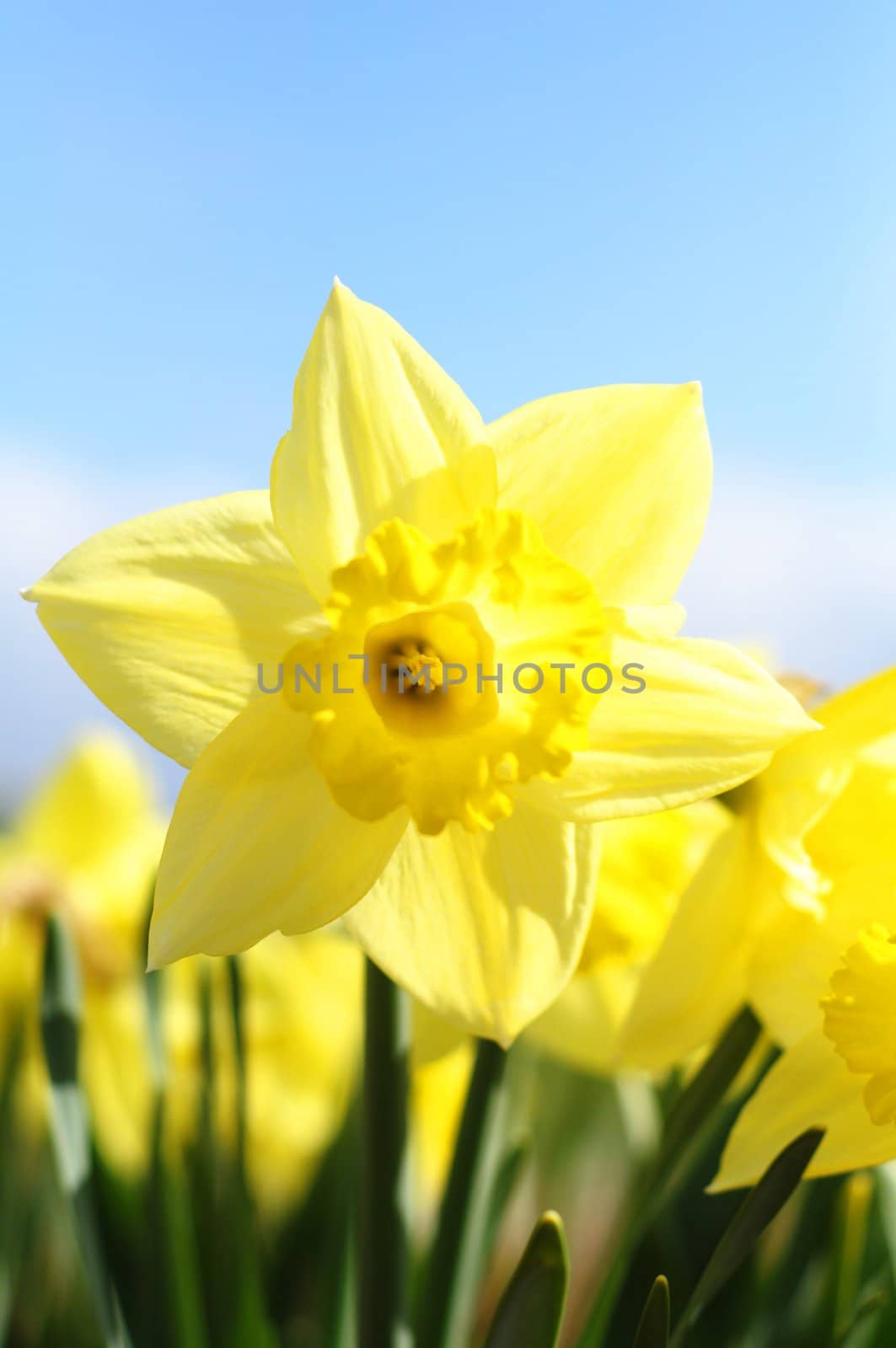 yellow daff or jonquil flower in spring with copyspace showing summer concept