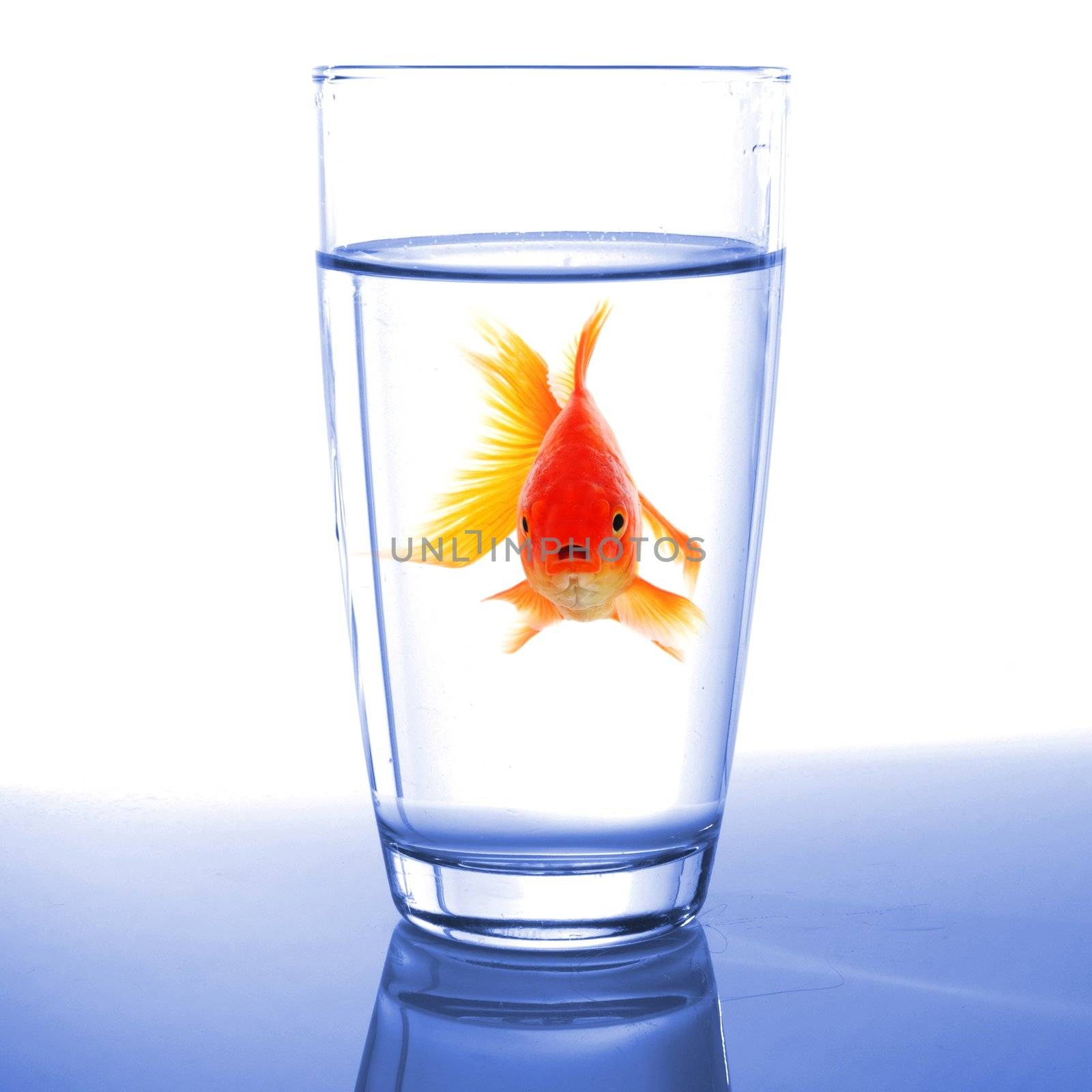 goldfish in glass water by gunnar3000