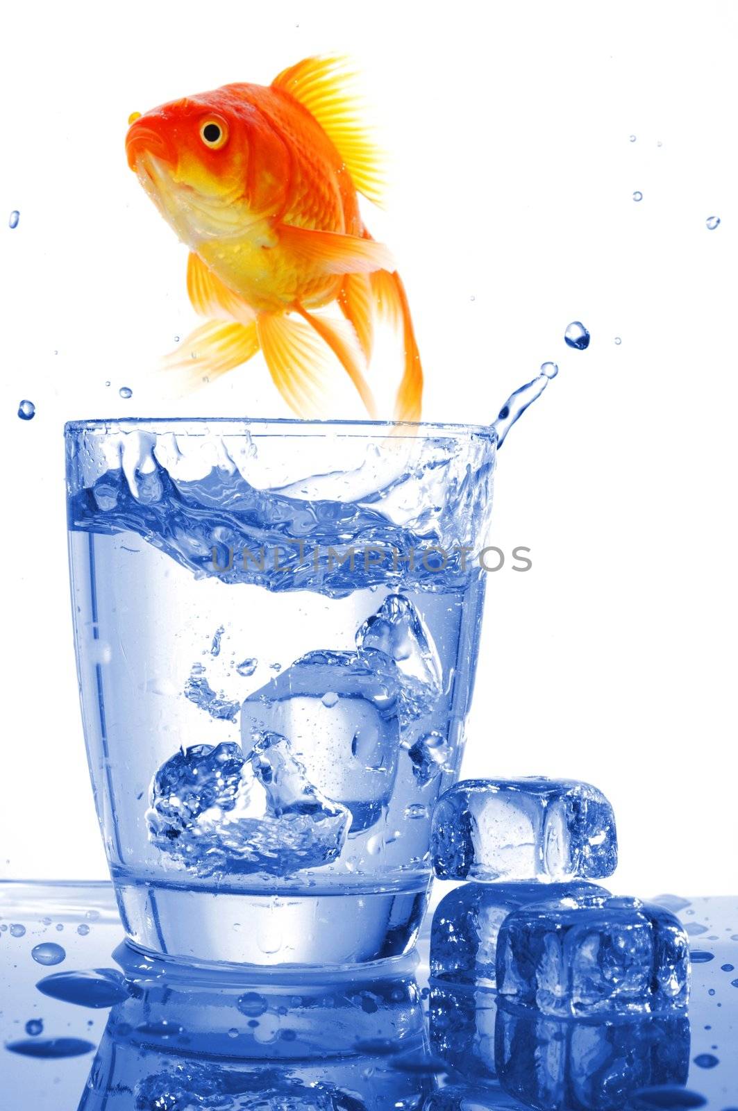 goldfish in cocktail drink glass and water showing bar flee free or jail concept