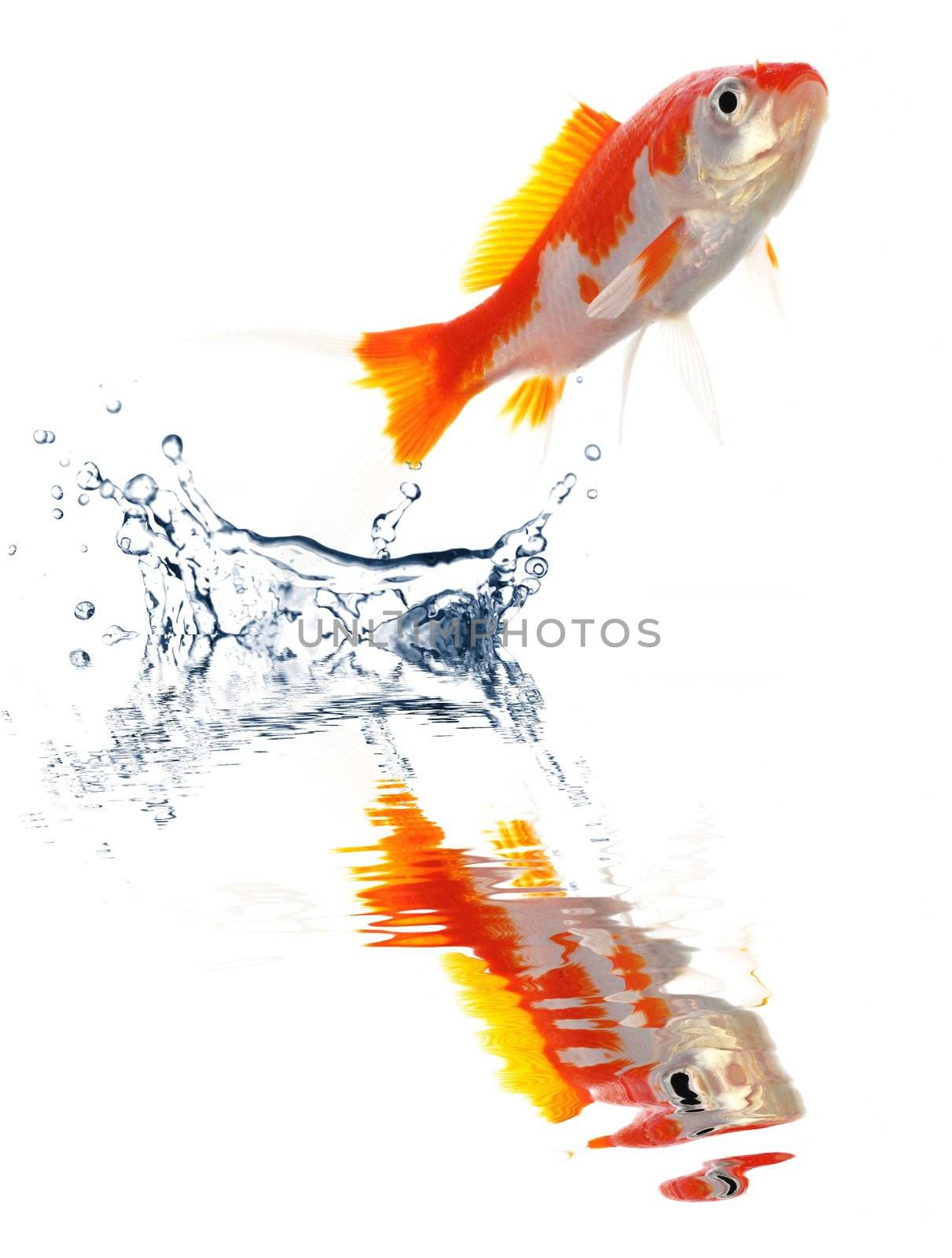 goldfish by gunnar3000