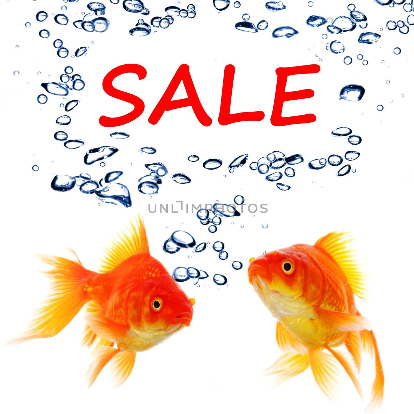 sale marketing or shopping concept with goldfish on white