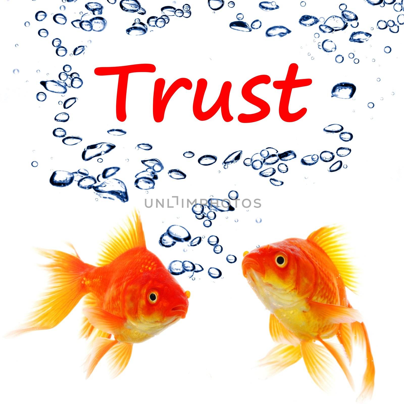 trust word and goldfish showing assurance confidence or protection concept