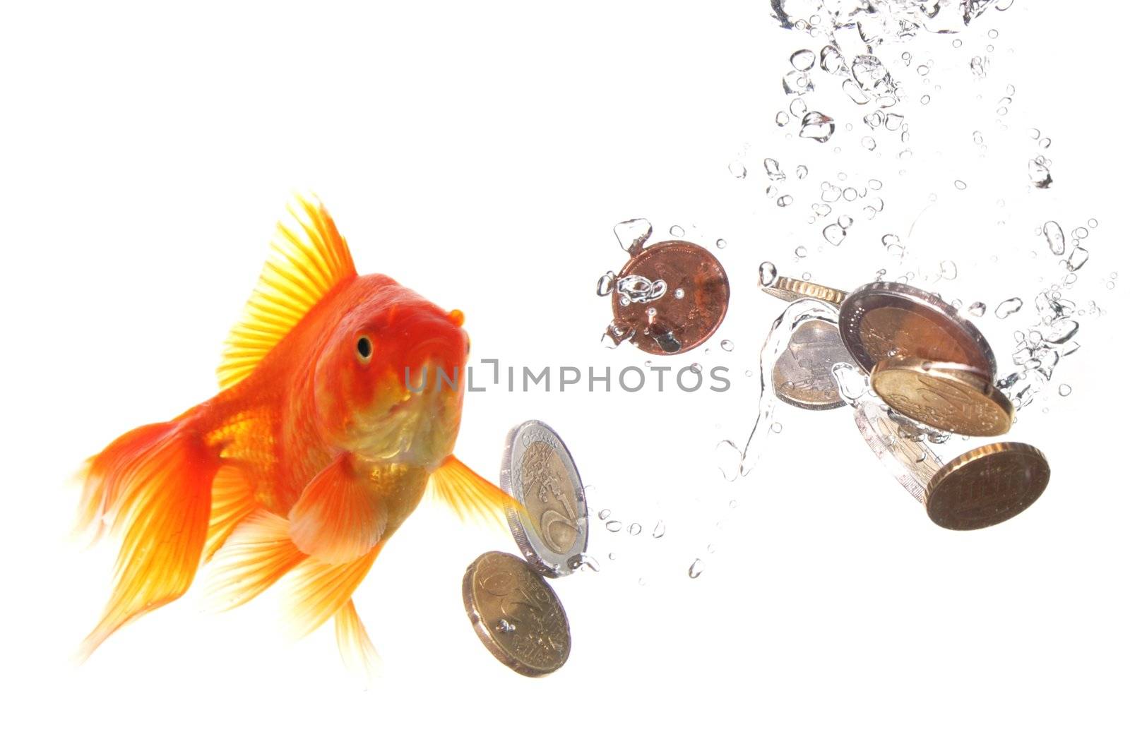 goldfish and euro money showing finance or investment concept