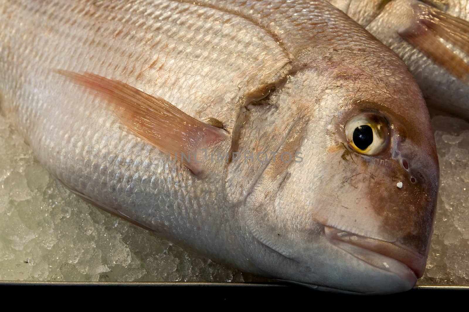 Fresh fish on ice for sale at market