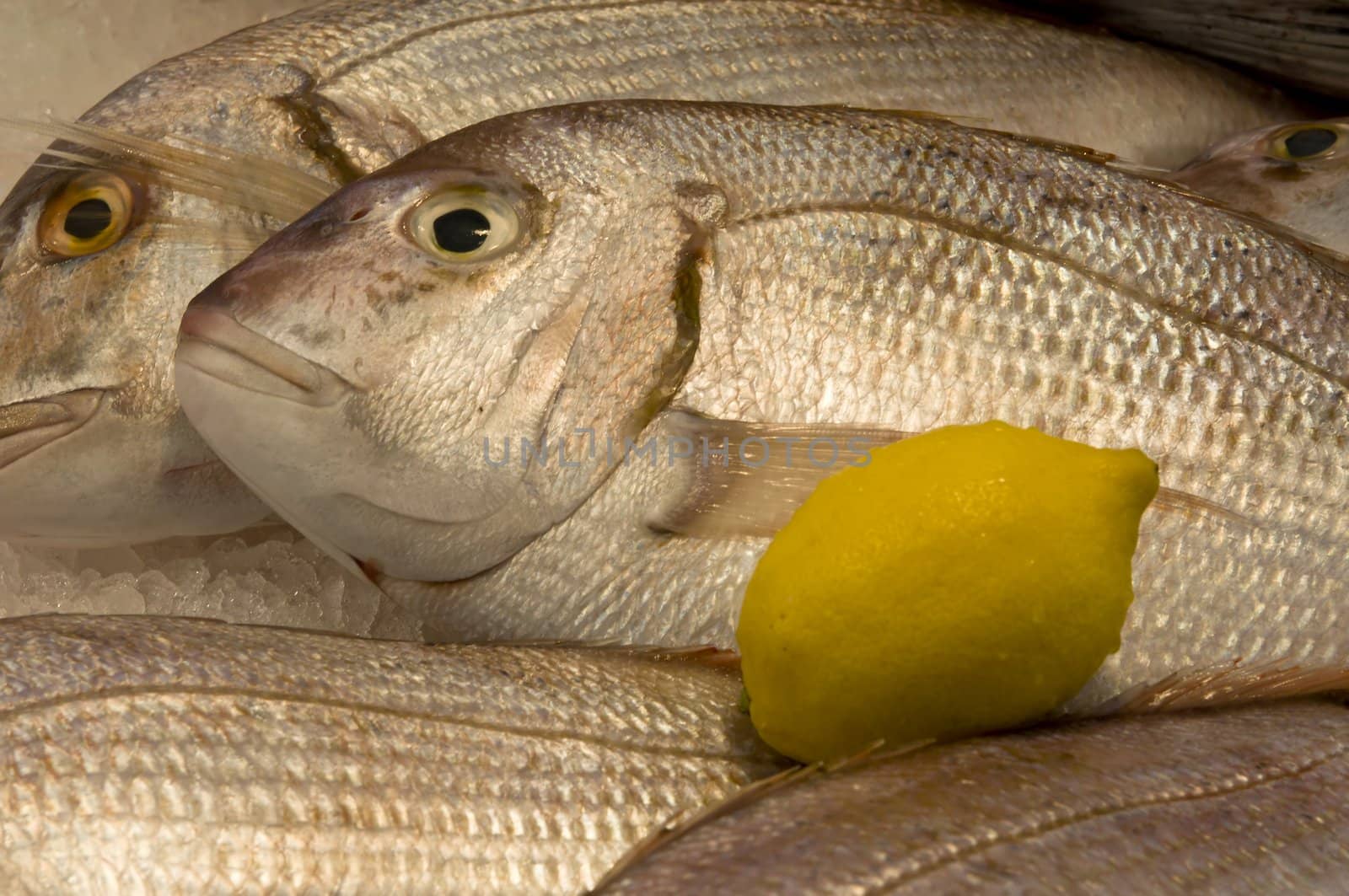 Fresh fish on ice for sale at market