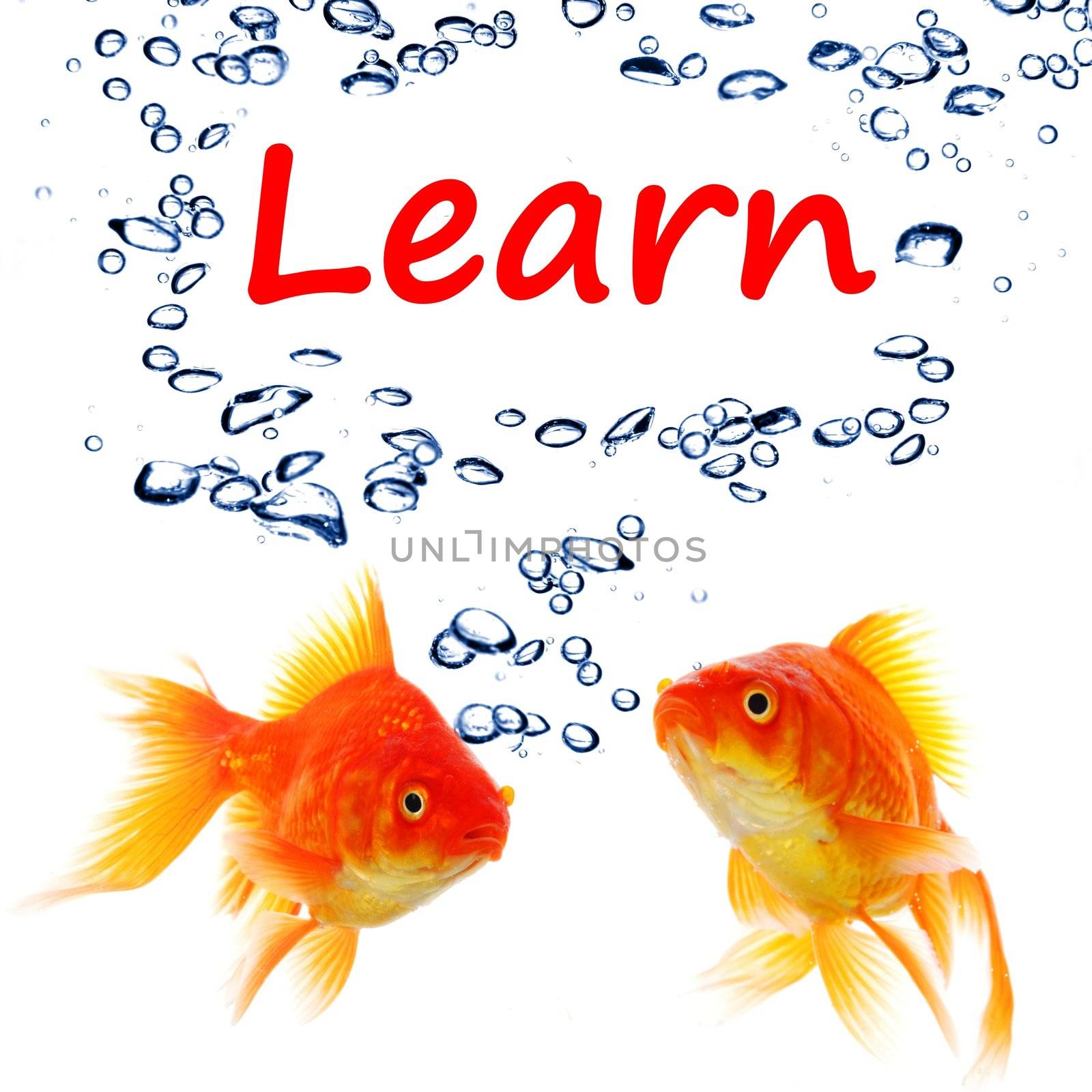 learn word with goldfish showing education concept in white background