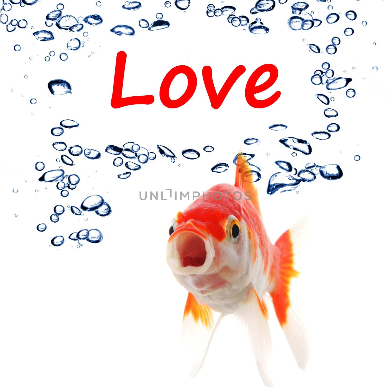 love or romance concept with goldfish on white background