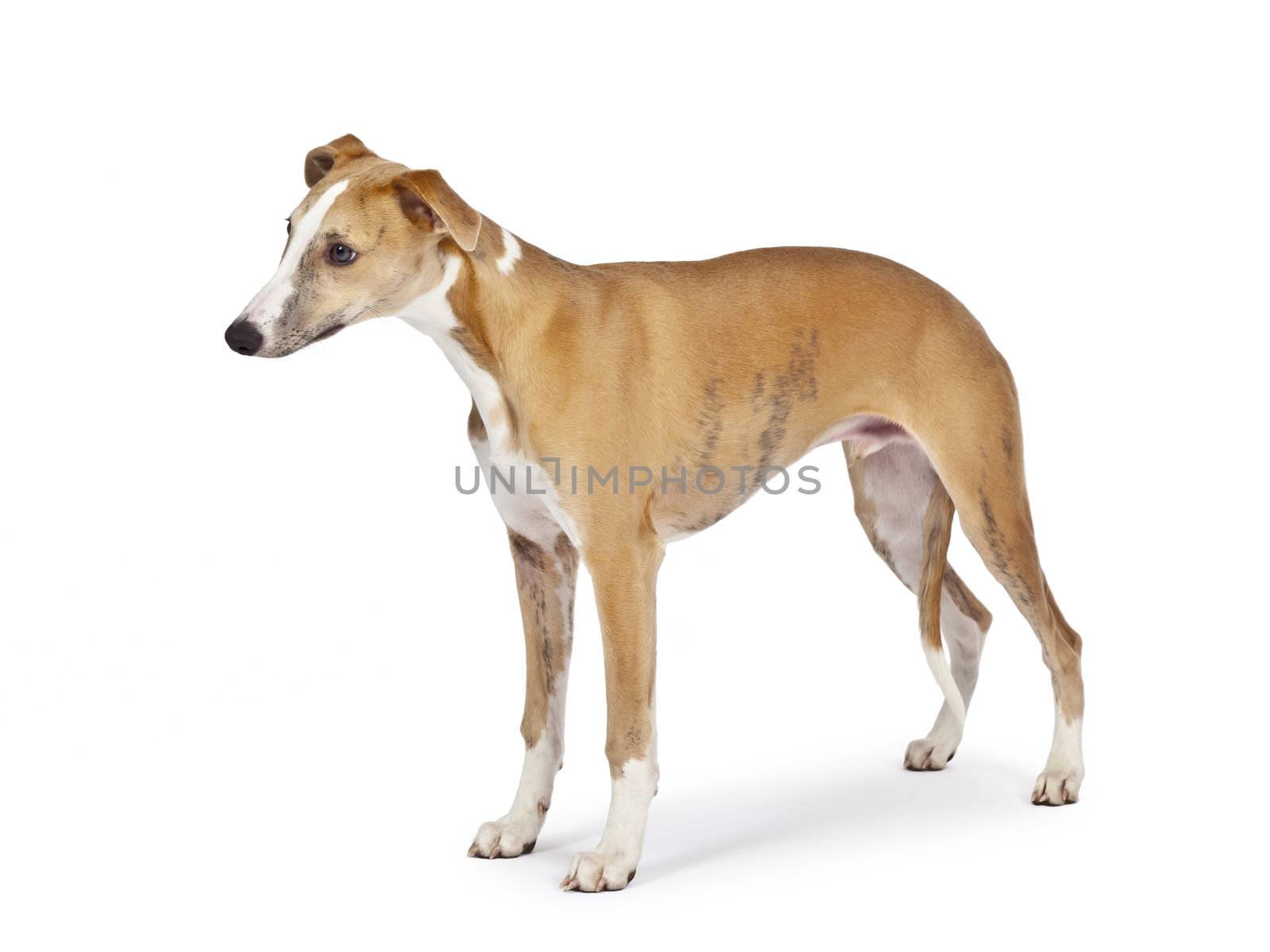 An image of a beautiful whippet dog on white background