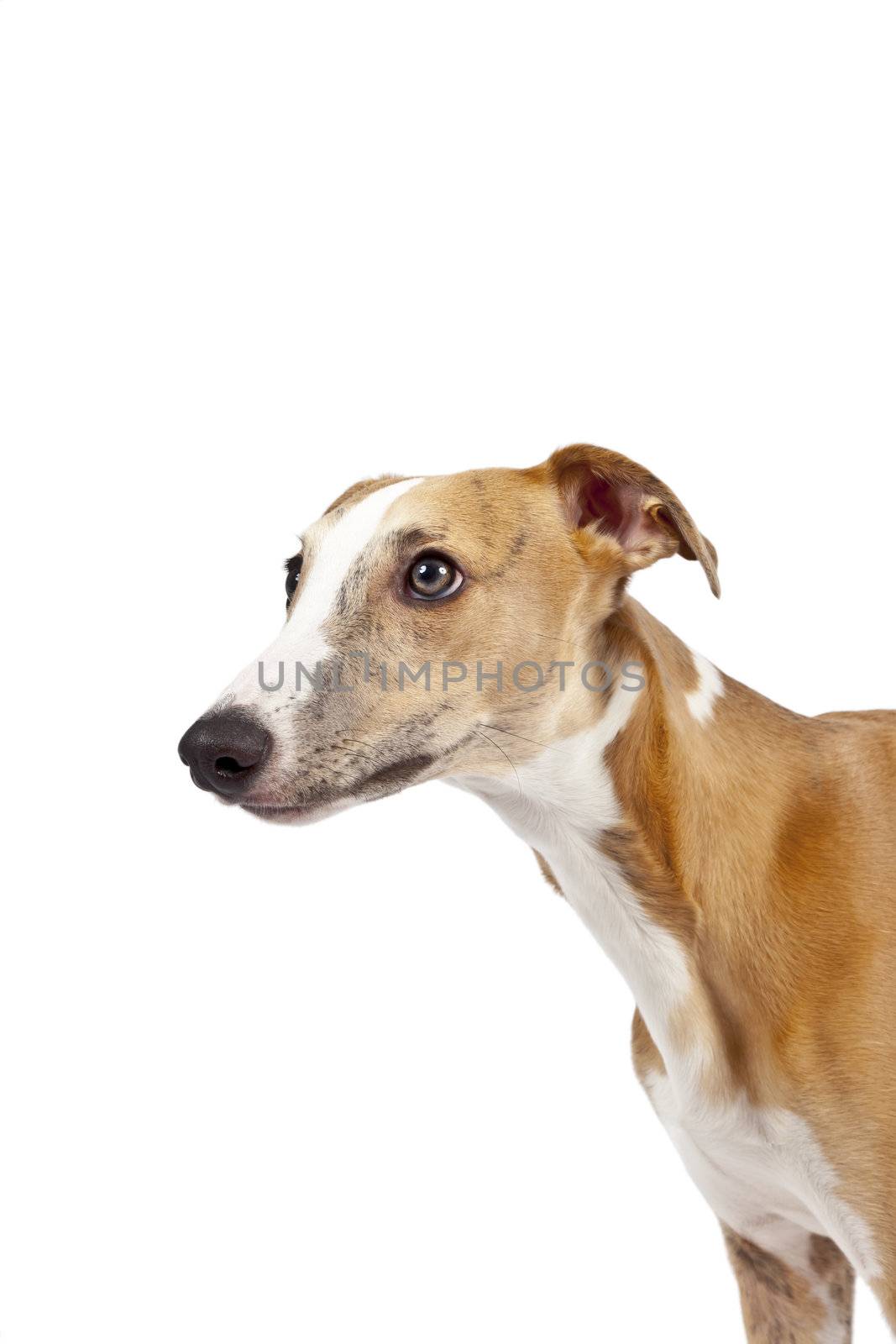 An image of a beautiful whippet dog on white background