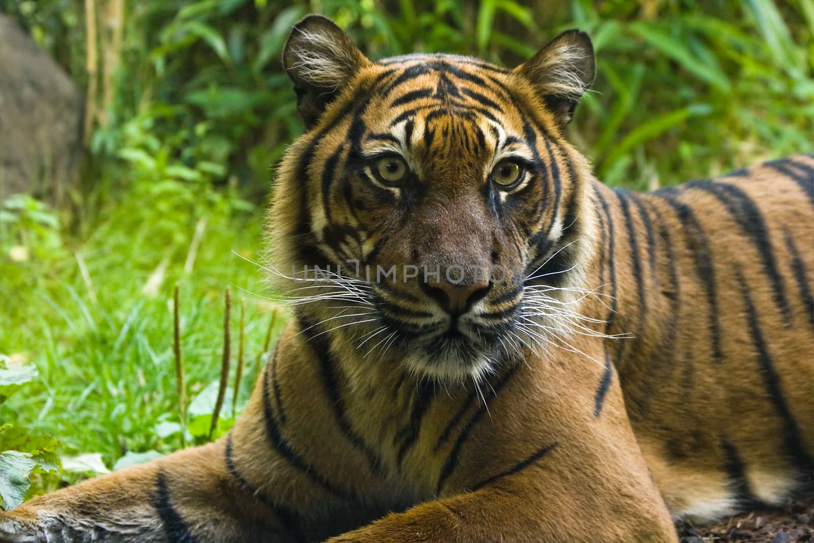 Female tiger resting and looking around