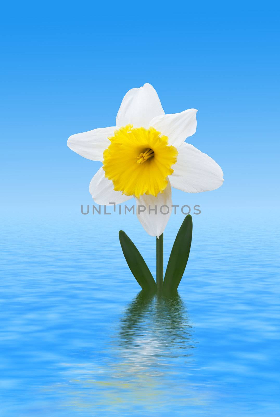 White Daffodil by Ragnar