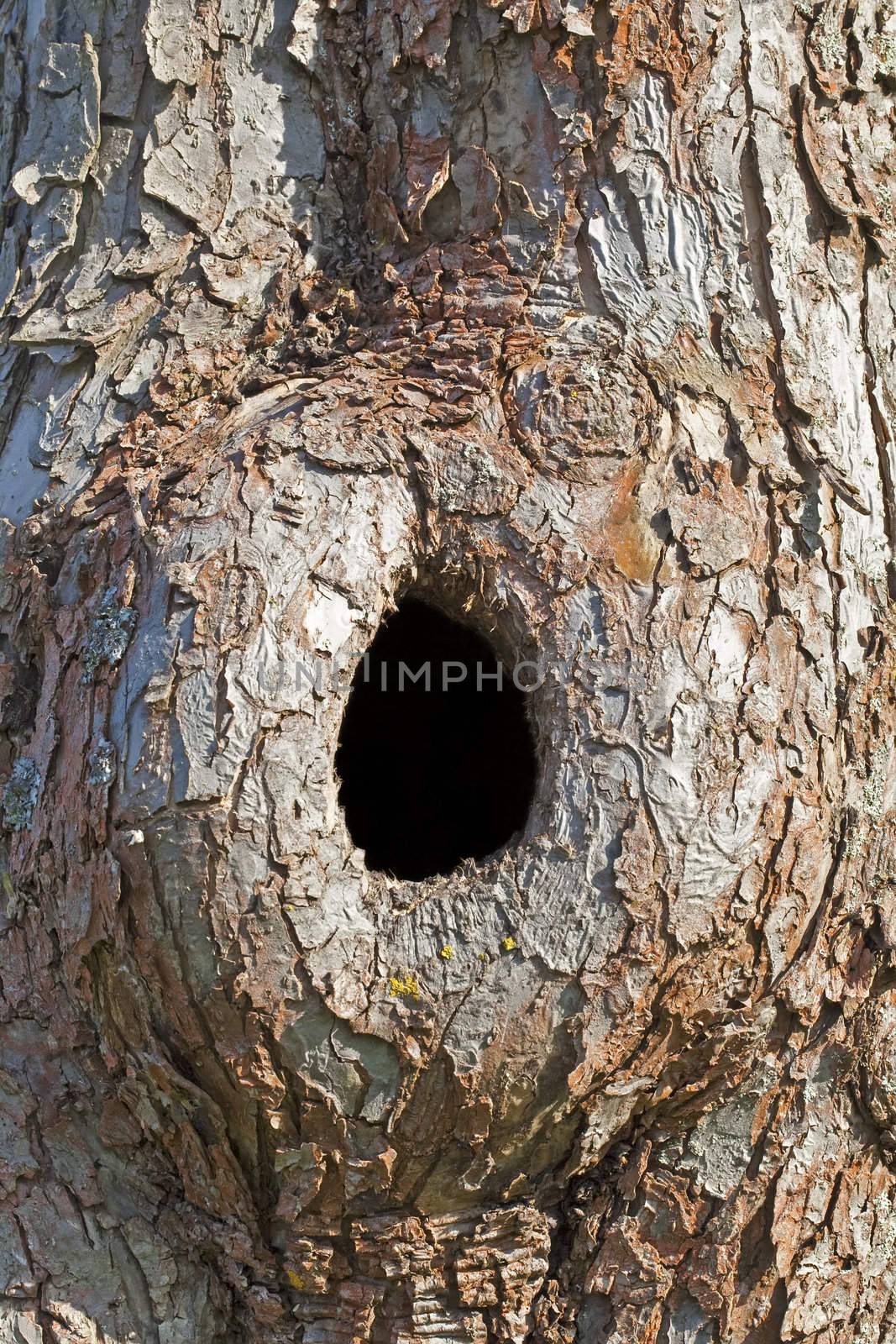This image shows a trunk with hole