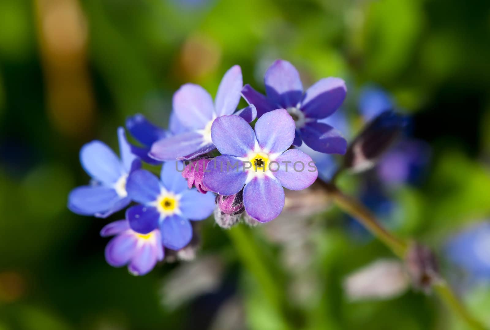 This image shows a macro from a Forget-me-not