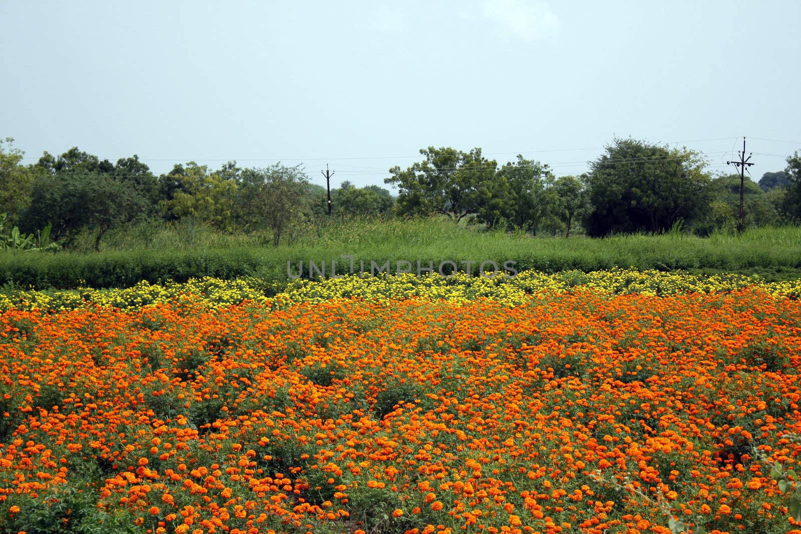 A beautiful farm full of marigold flowers during the spring season in India.