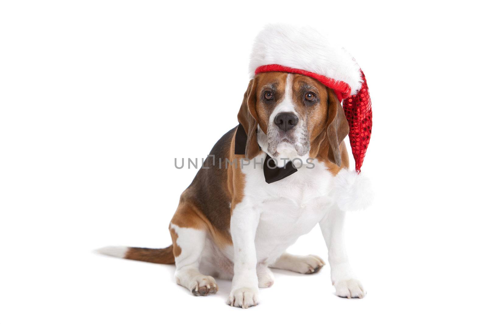 Cute beagle on white background with christmas hat