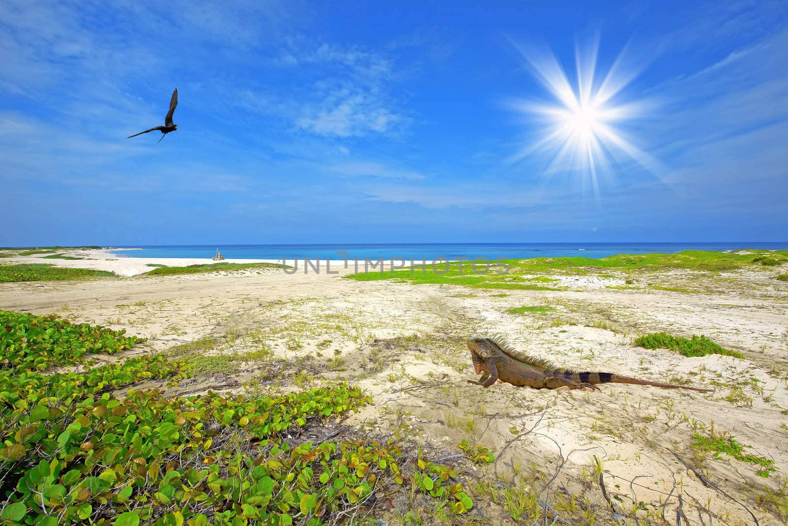 Iguana on Boca Grande beach on Aruba