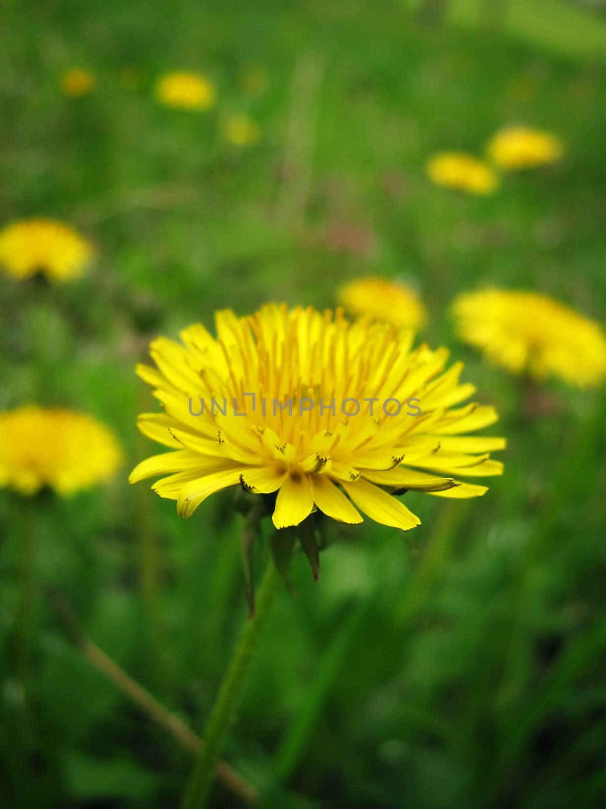 closeup of yellow dandelion in a field