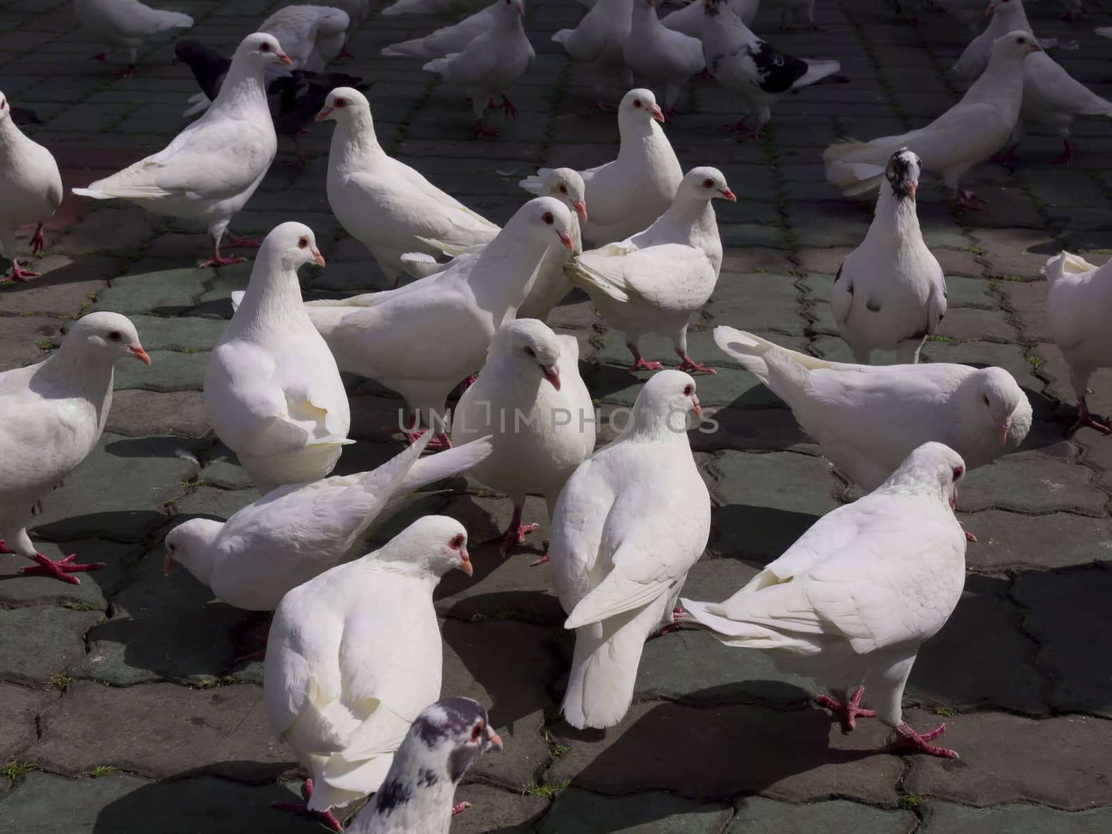 close up of park pigeons