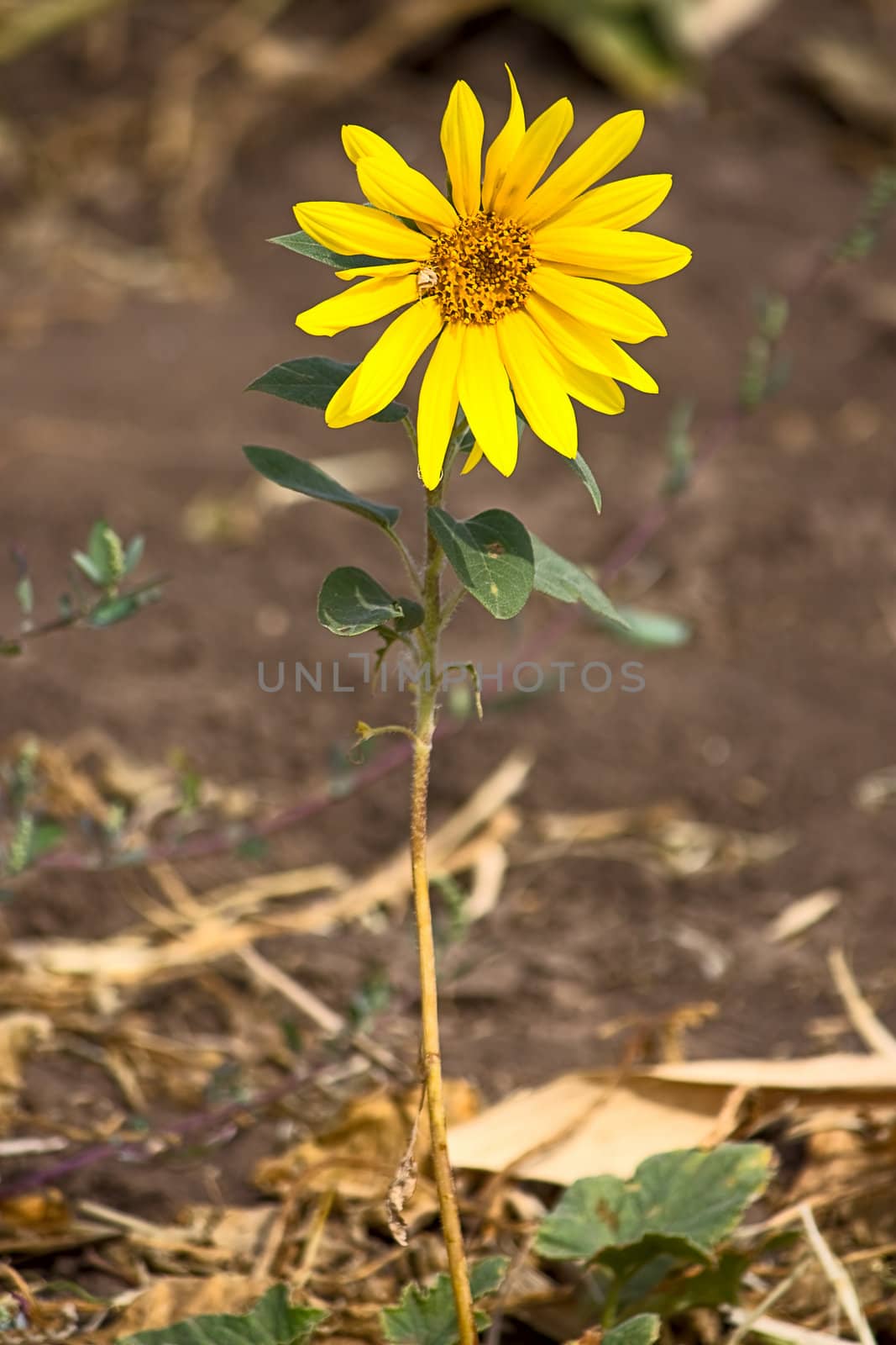 Single flower sunflower against a dark background.An image with shallow depth of field.