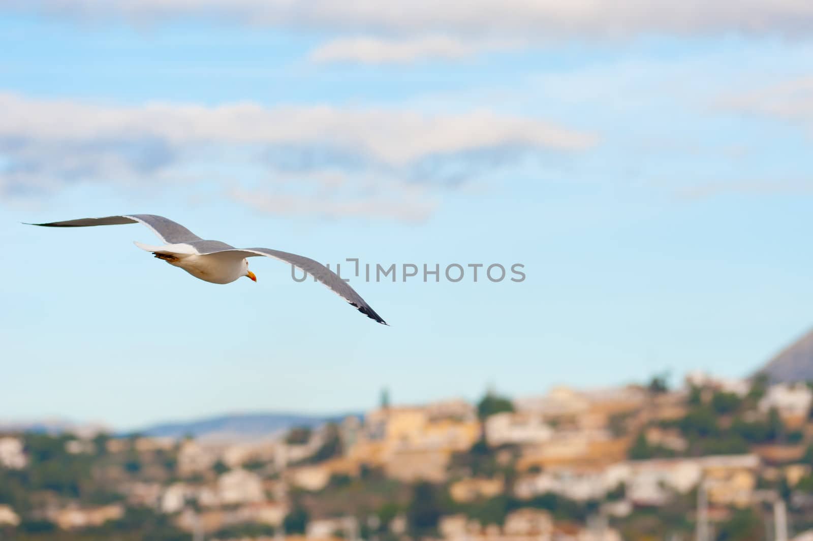 Early morning flight of a segull against the background of a Mediterranean village