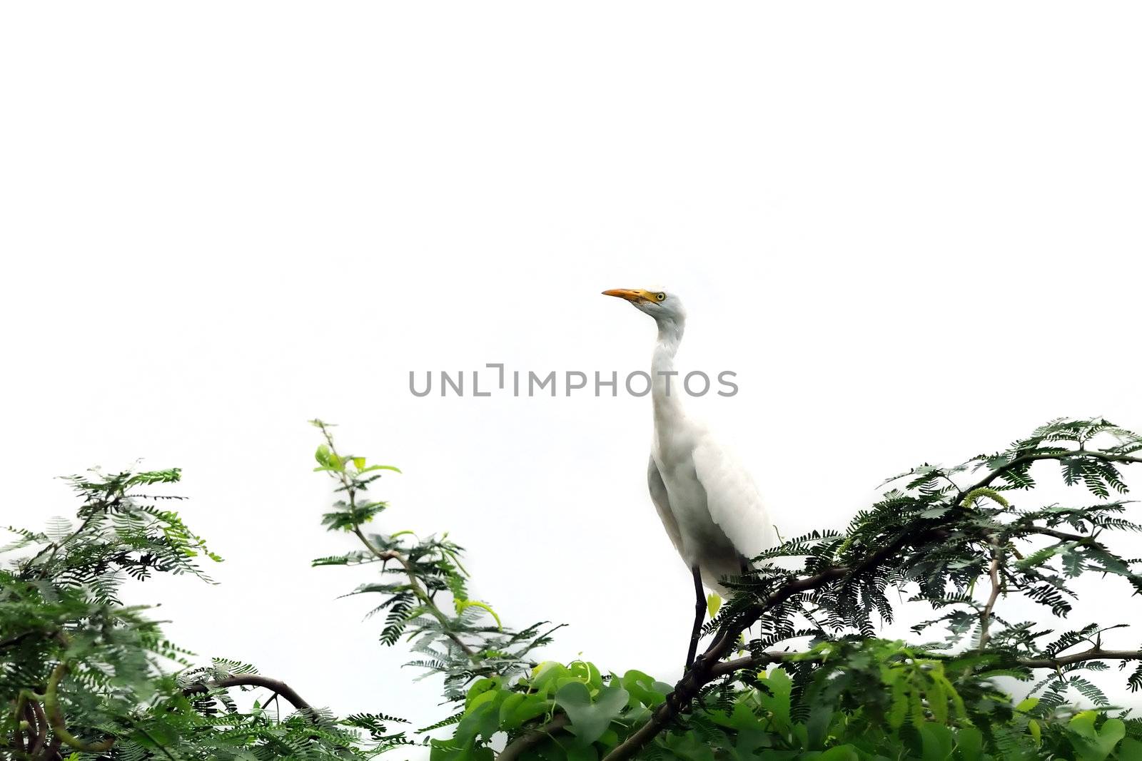 Migratory birds at pallikaranai marshland, India