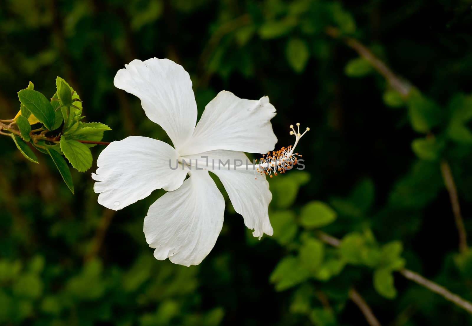 A white hibiscus flower at full bloom on an overcast day