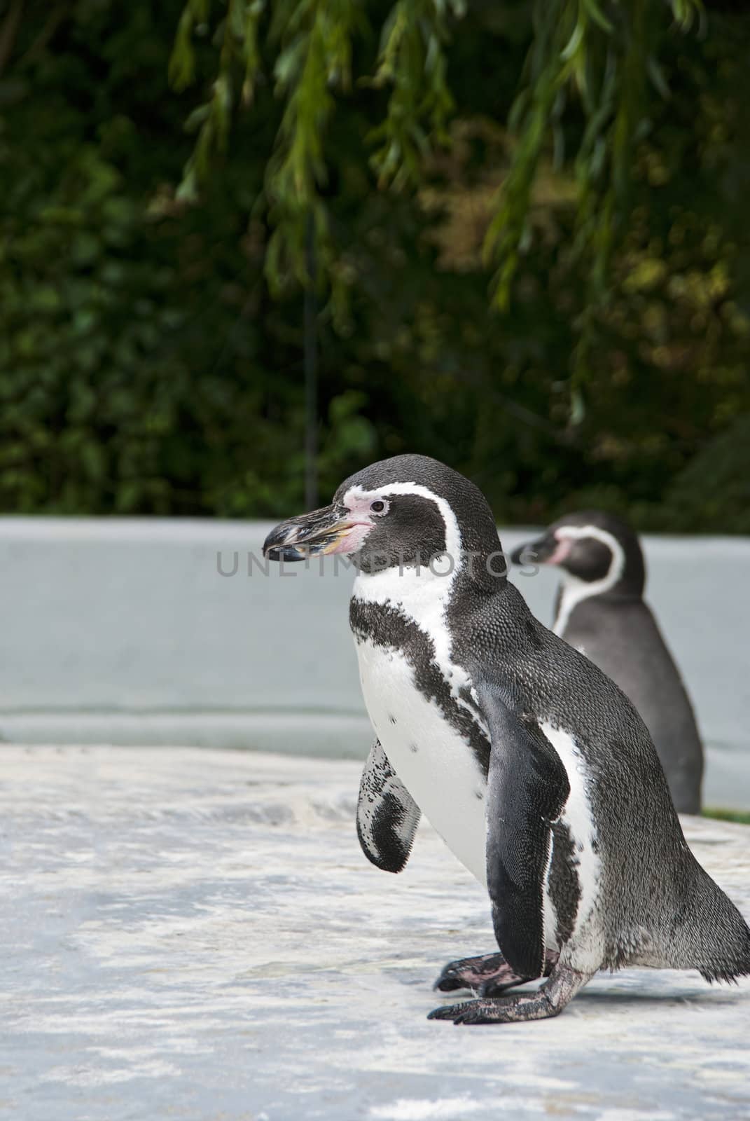 Magellanic Penguin, Spheniscus magellanicus, or  South American penguin