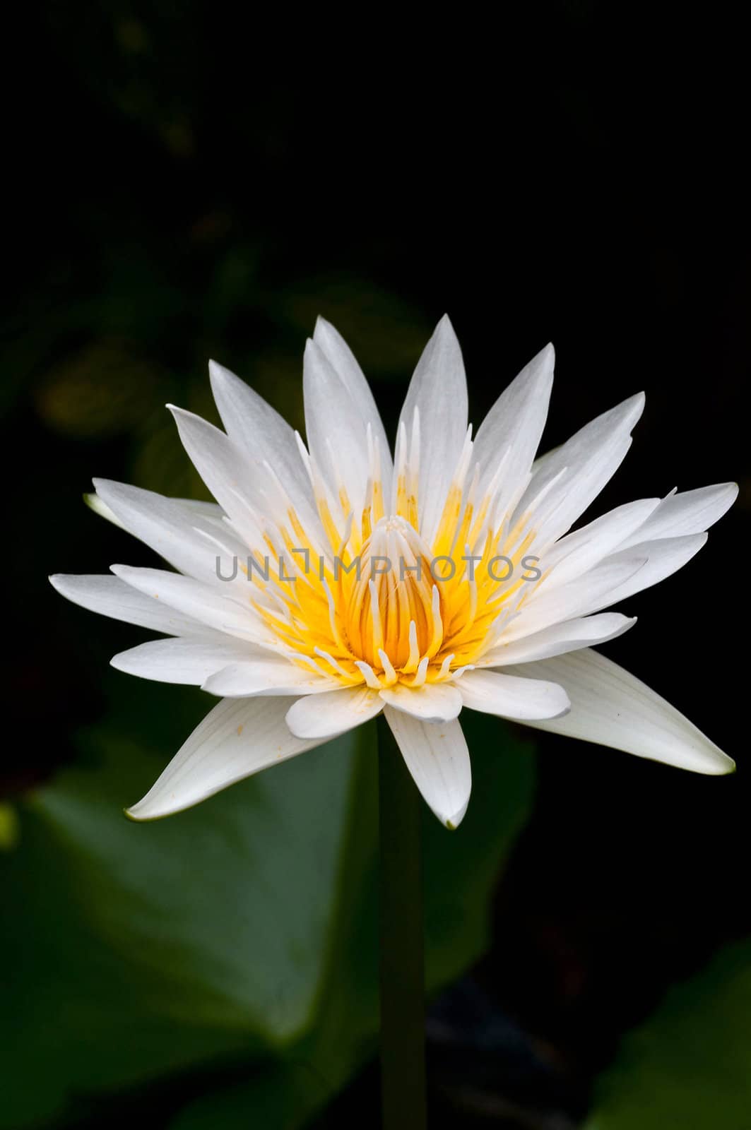 White water lily in full bloom at a local pond