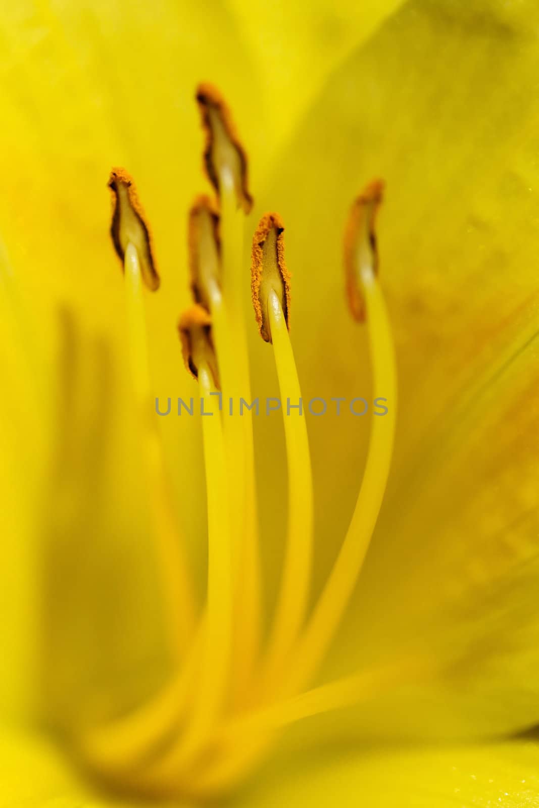 Extreme Close up of a day lily flower