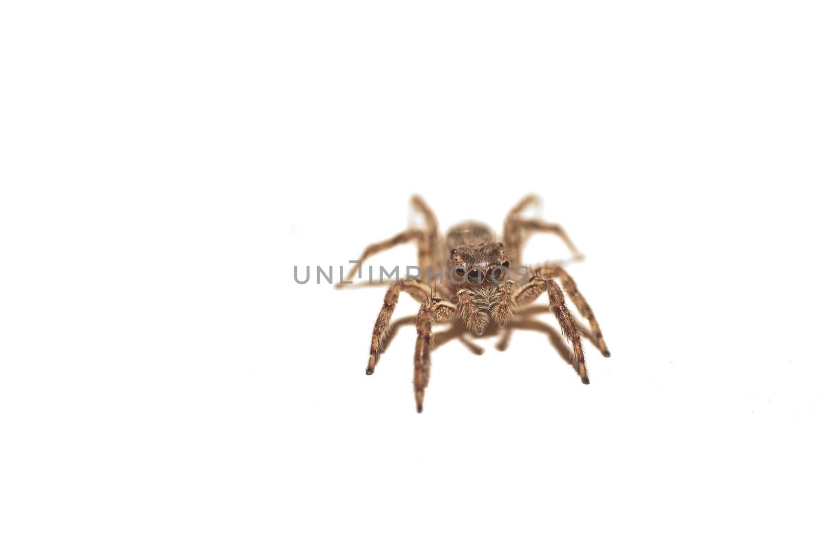 A jumping spider isolated on a white background