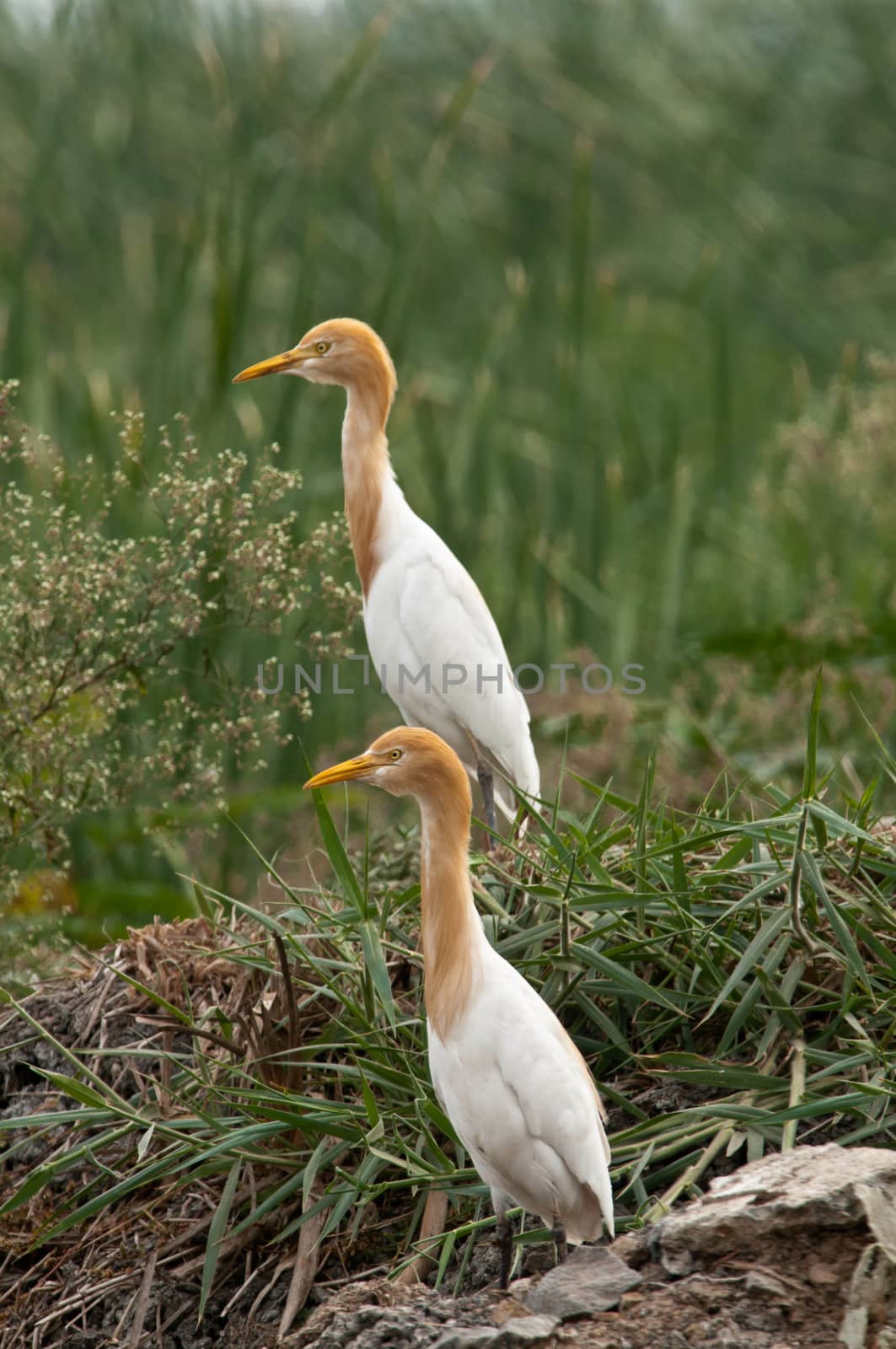 A pair of cattle egret in breeding plumage