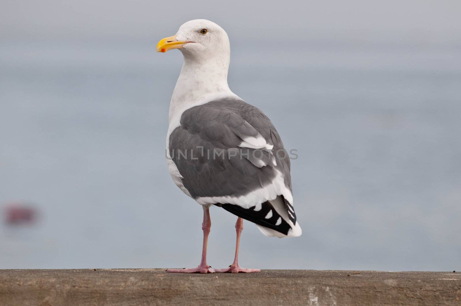 A sea gull standing cautiously at a sea shore