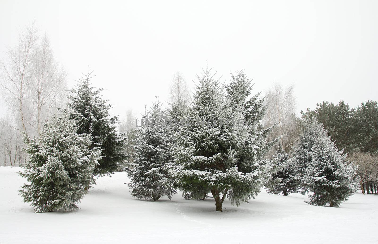 december firtrees covered with snow 