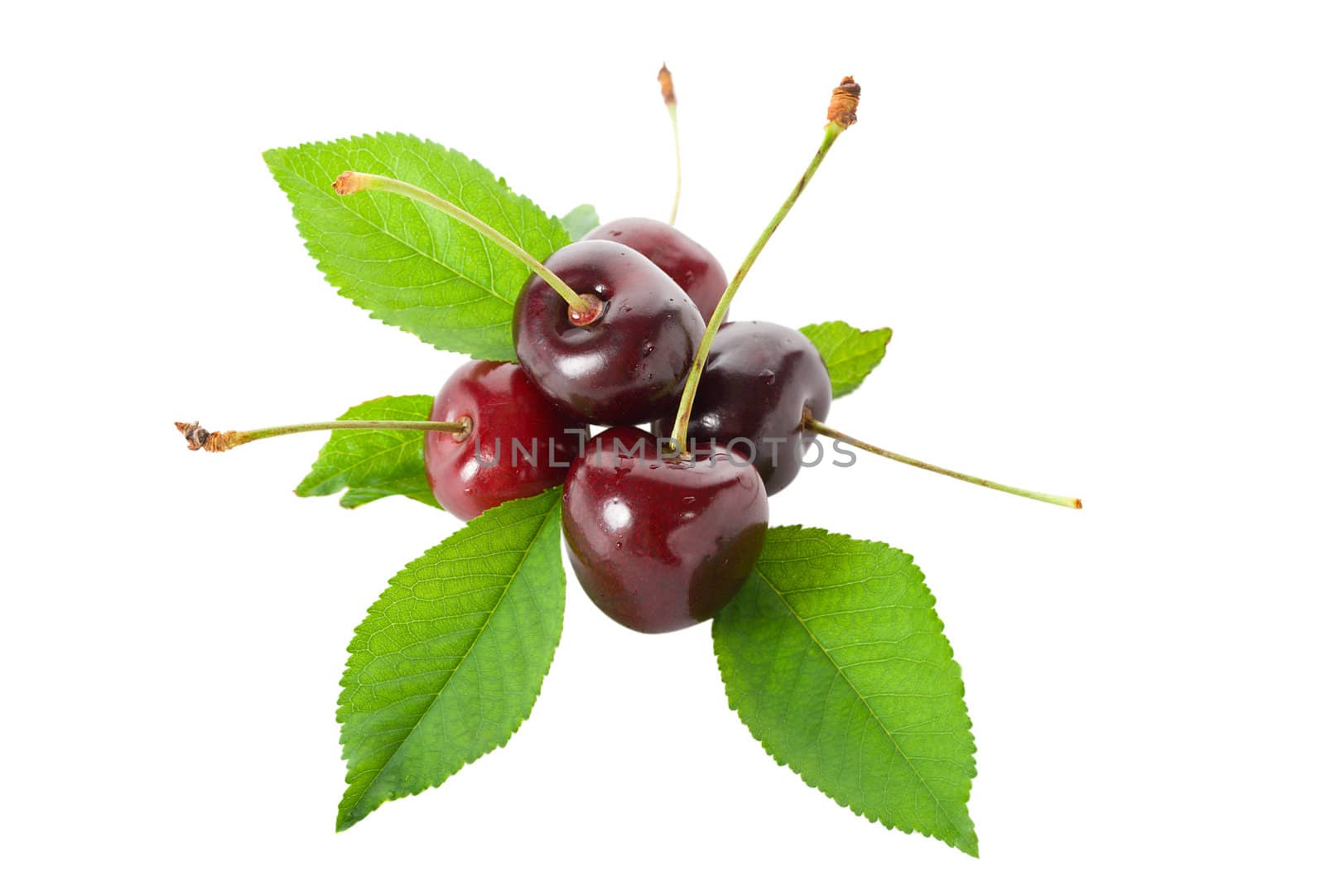 sweet cherries with leaves by Alekcey