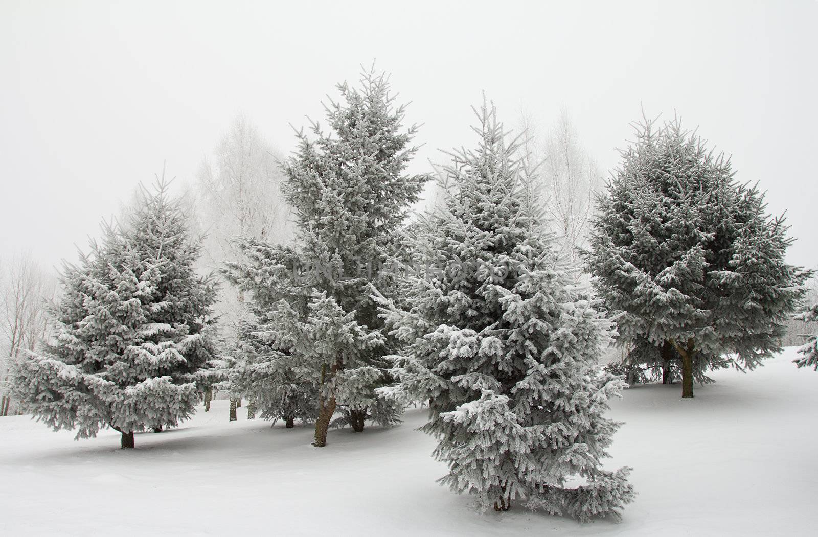 december fir trees in hoarfrost