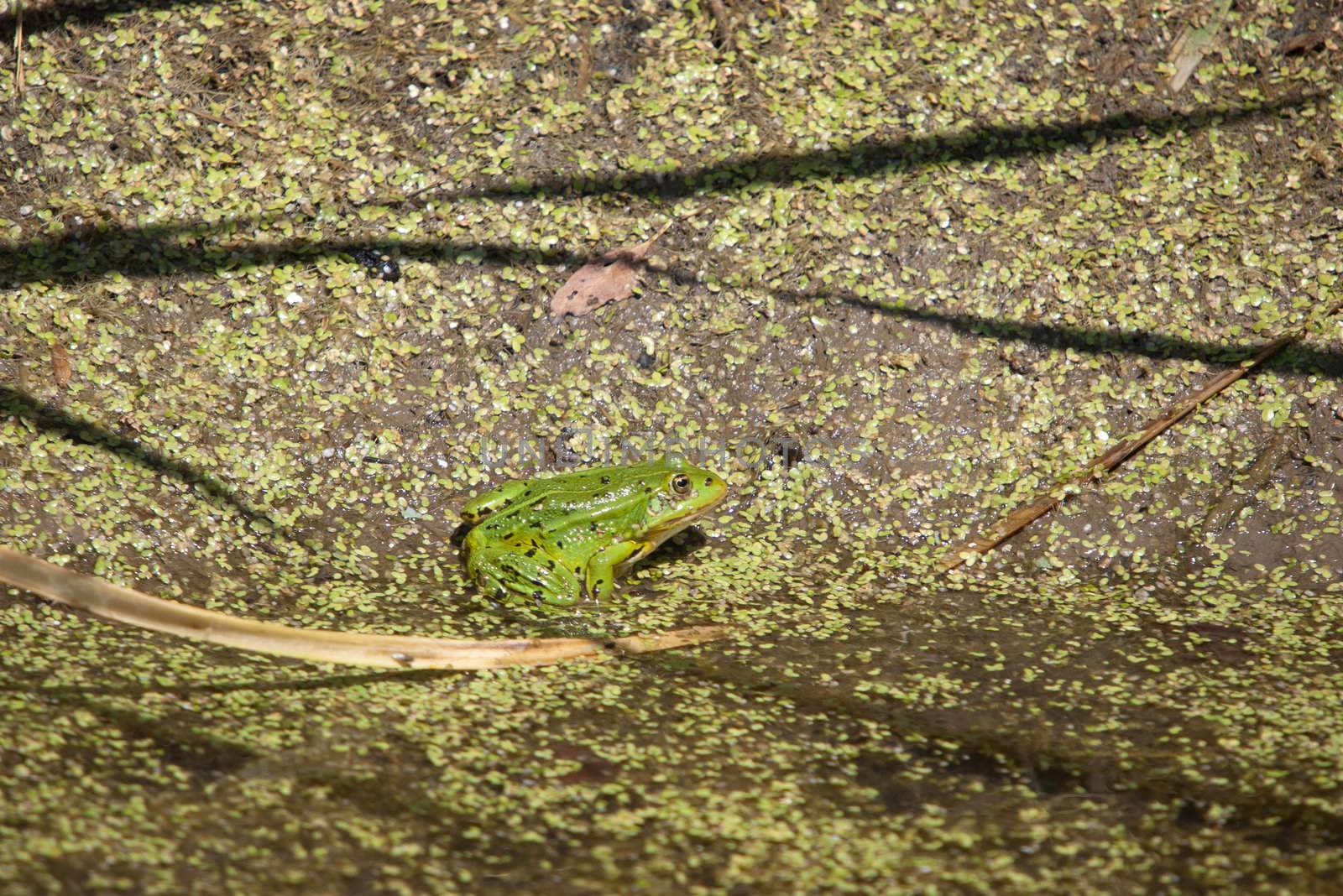 Green frog. by kromeshnik