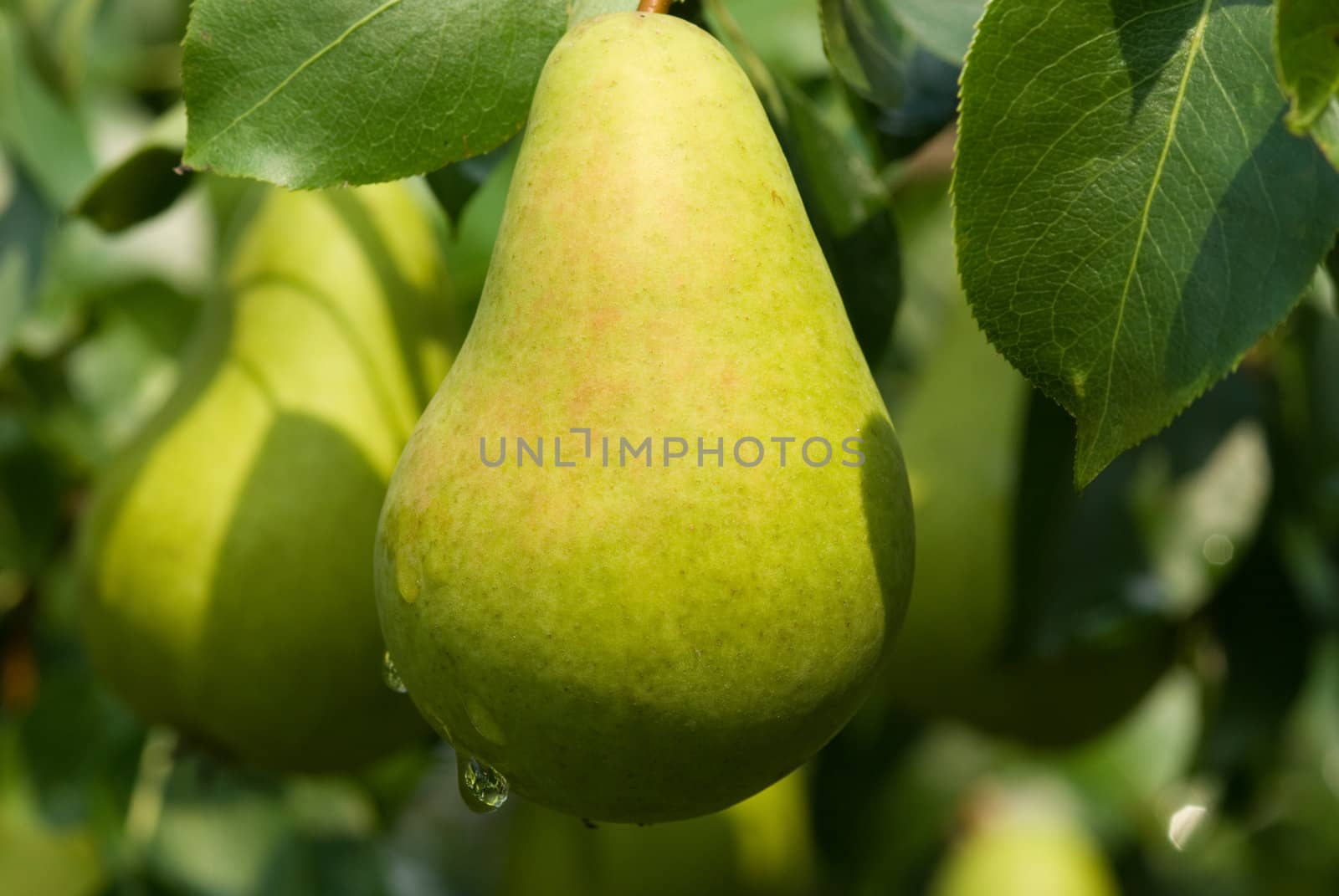 Ripe pear hangs on a tree close up.