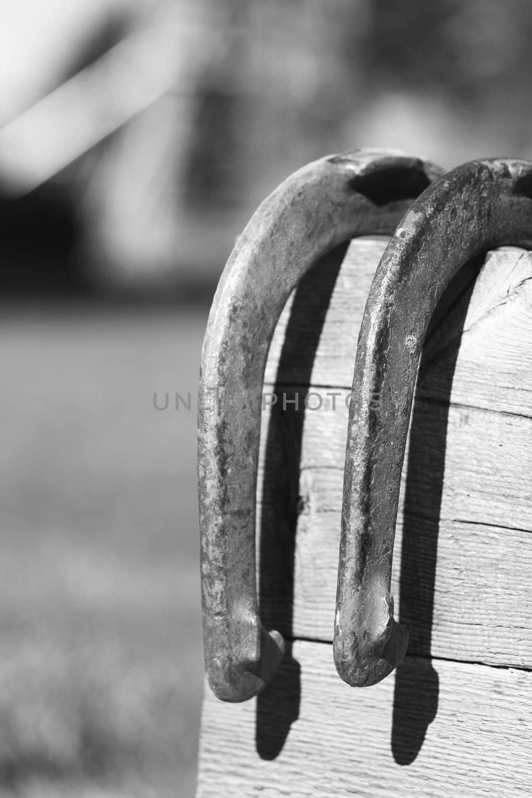 Horseshoes hanging on an old board in black and white