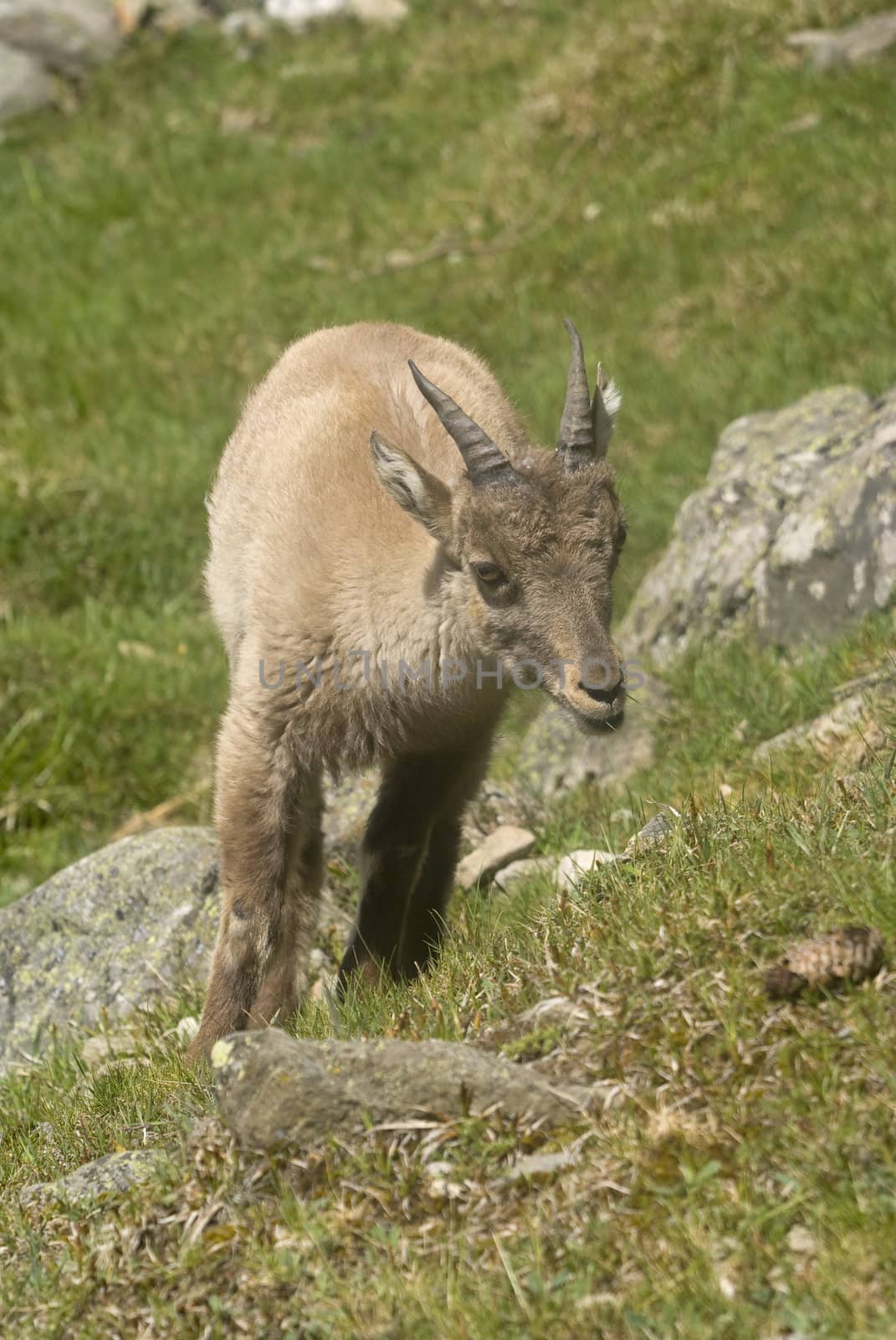 Close up of Alpine Ibex (Capra ibex)