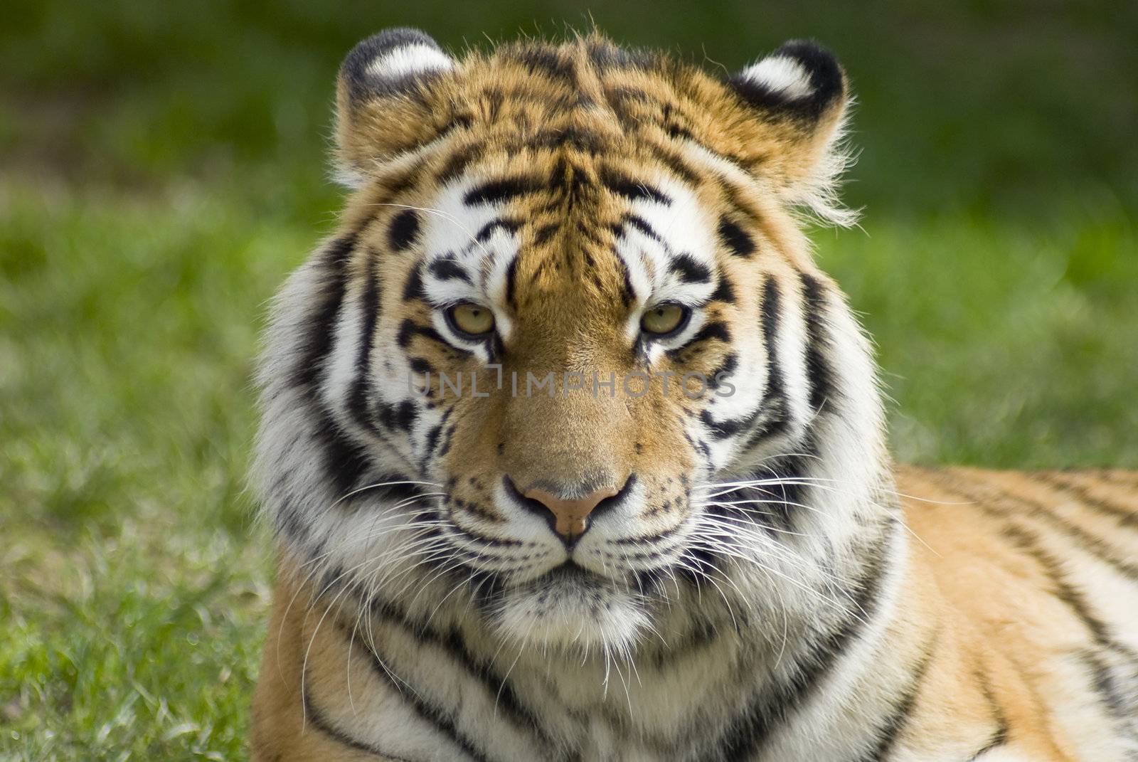 Closeup of Siberian tiger (Panthera tigris altaica)