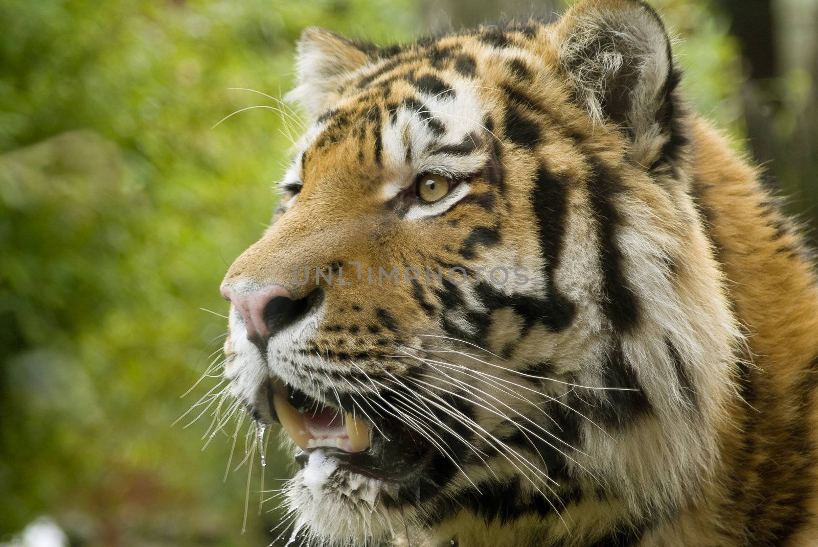 Closeup of Siberian tiger (Panthera tigris altaica)