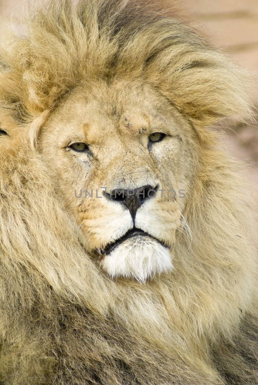 Close up of a Lion (Panthera leo)