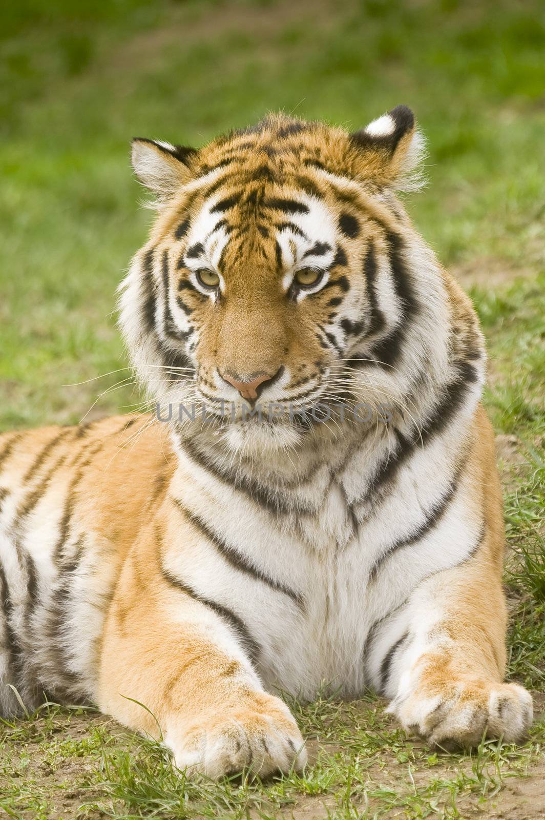 Closeup of Siberian tiger (Panthera tigris altaica)