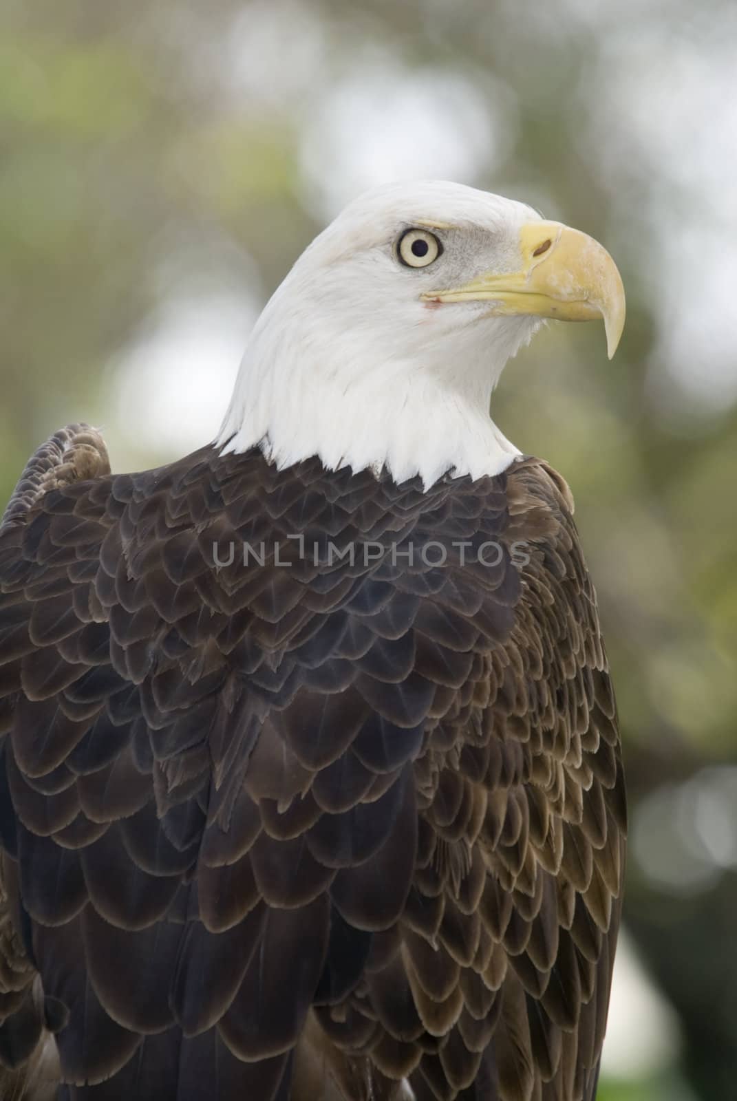 Close up of Bald Eagle (haliaeetus leucocephalus) - portrait orientation