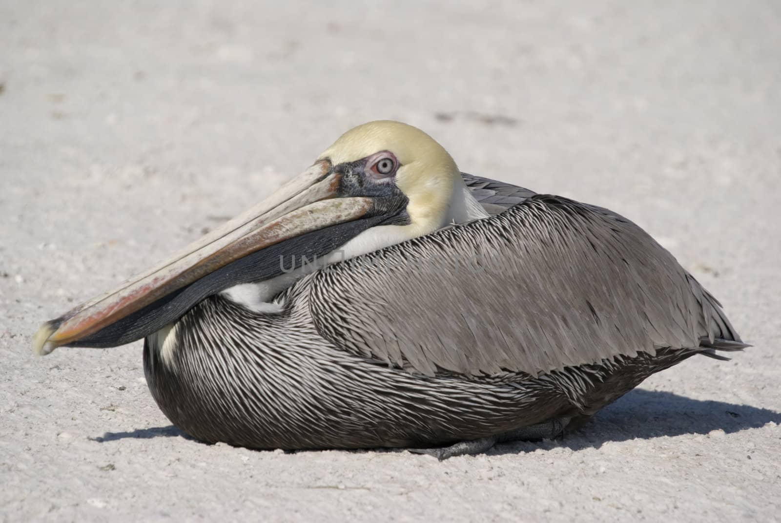Brown Pelican (Pelecanus occidentalis) - landscape orientation
