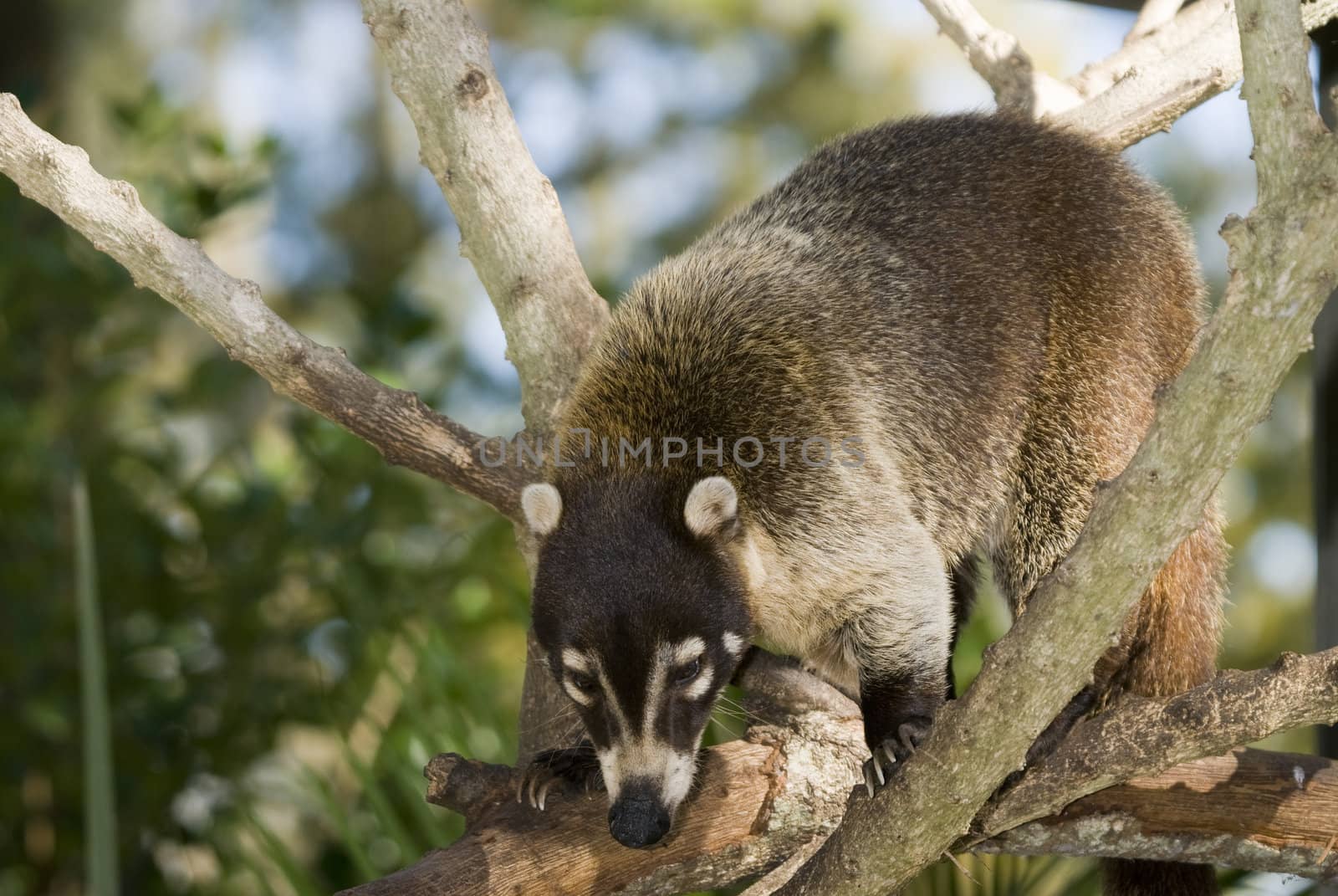 Closeup of Coatimundi (nasua nasua) climbing in tree 
