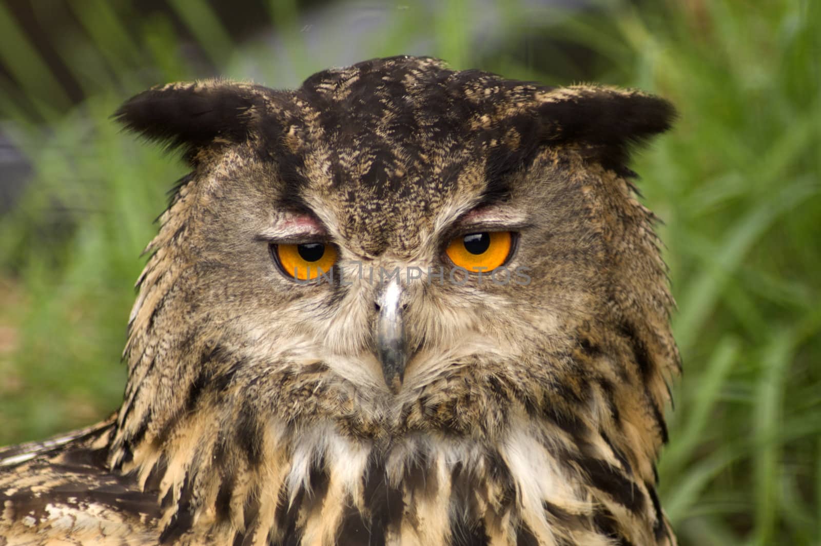 Close up of an African Spotted Eagle Owl (Bubo africanus)