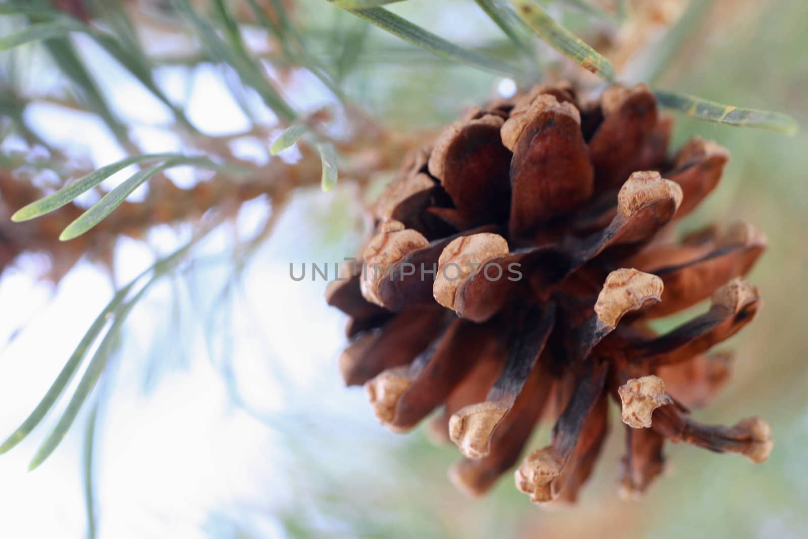 Open pine cone still in tree