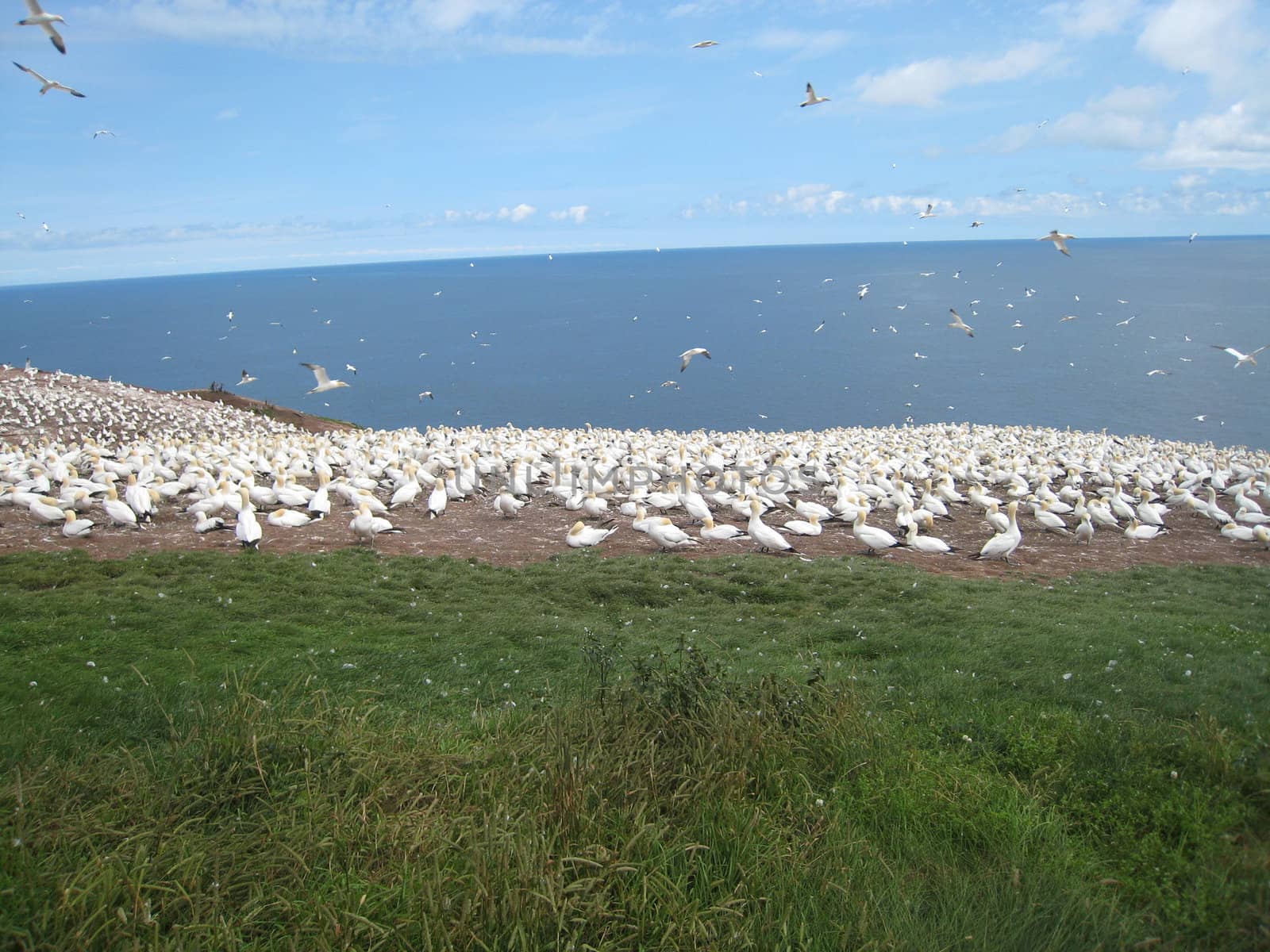 northern gannet colony on Bonaventure island in Gaspesie, Quebec